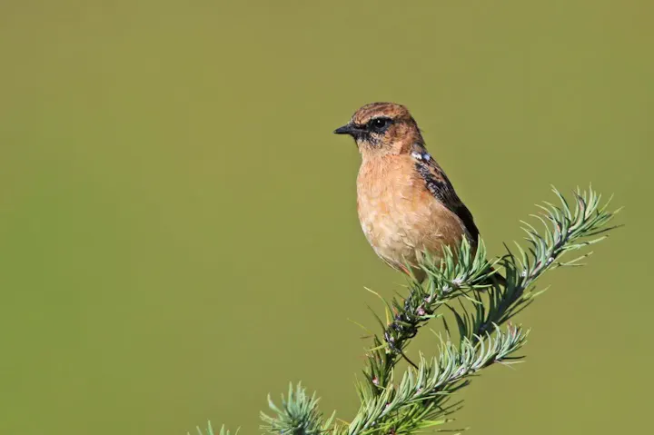 戦場ヶ原の野鳥・植物観察!