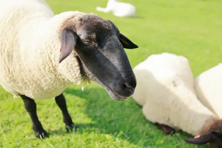 まきば公園で動物と触れ合う