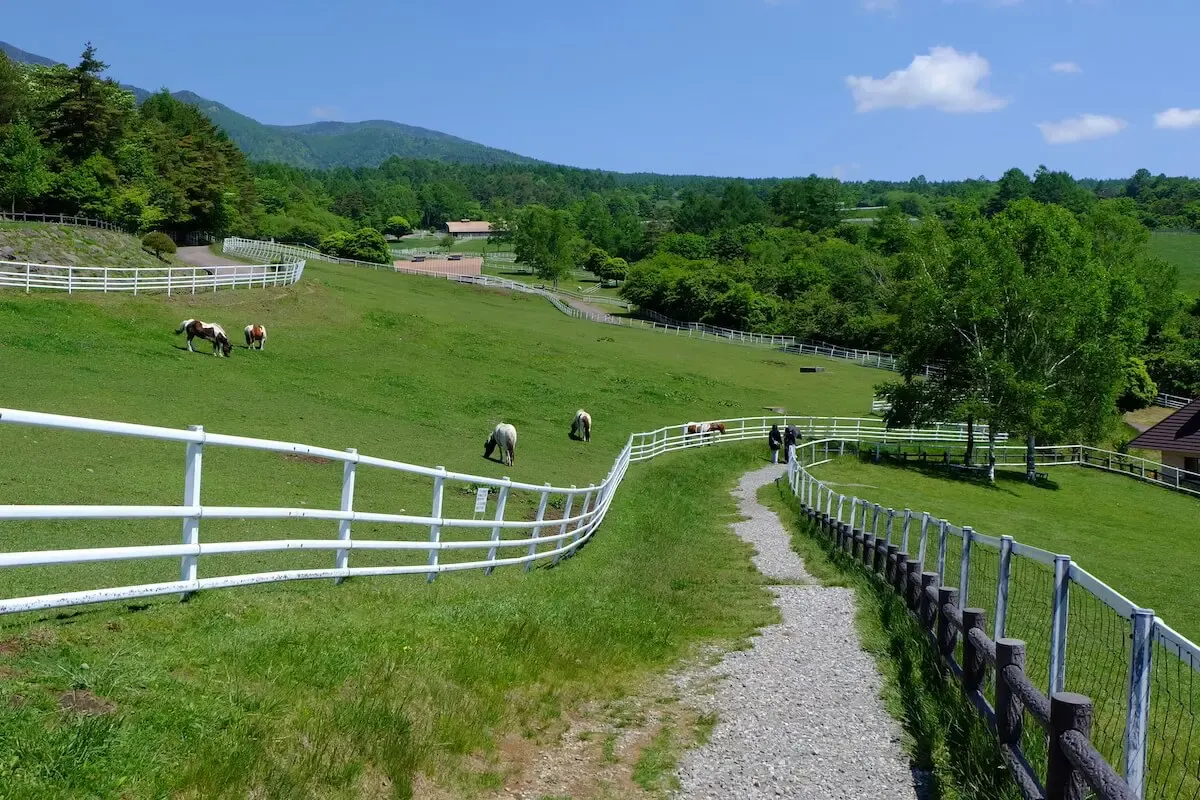 清里高原(写真 2)