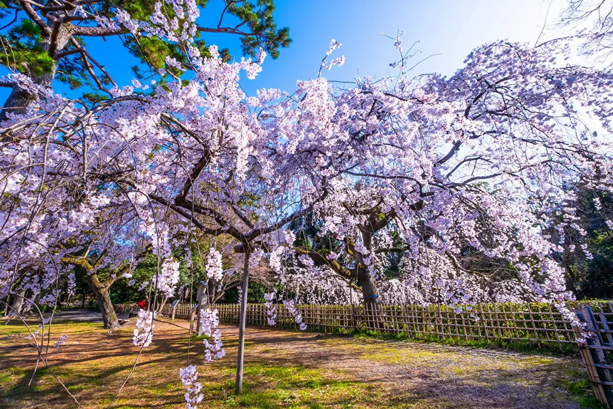 京都御苑(写真 6)