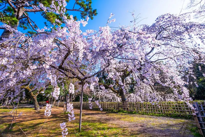 京都御苑