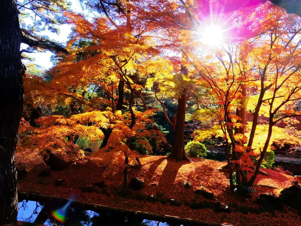 新宿御苑