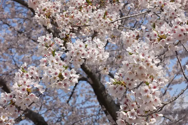 絶好のお花見スポット！