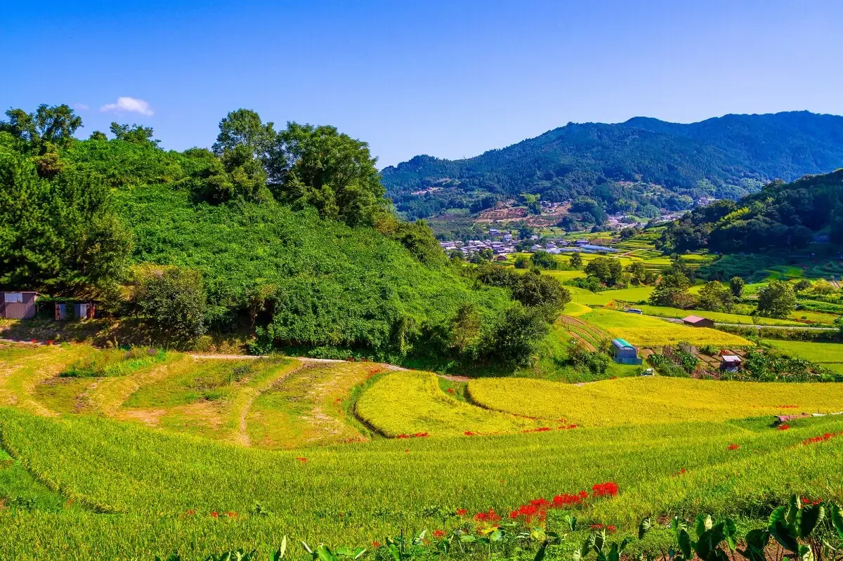 稲渕棚田