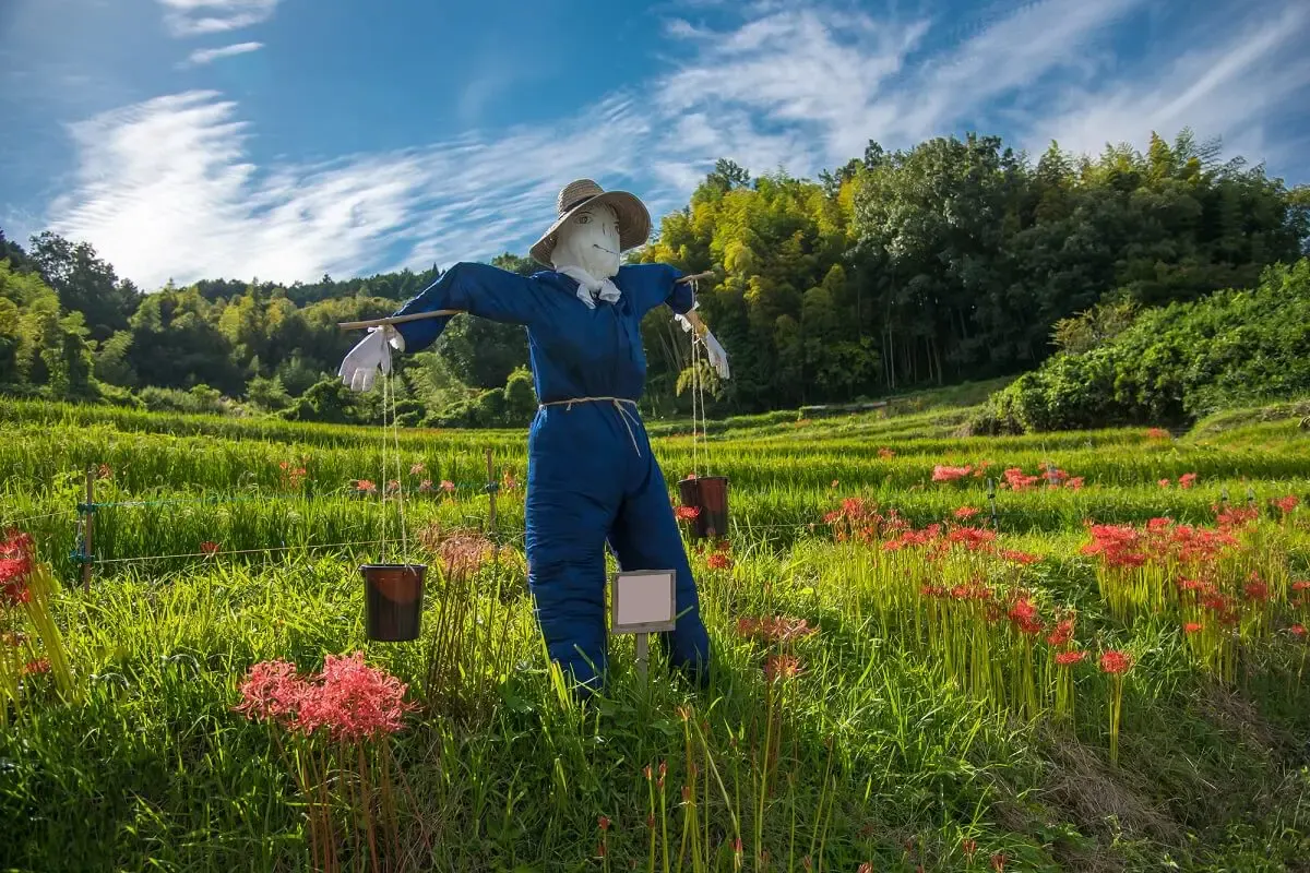 稲渕棚田（写真 2）