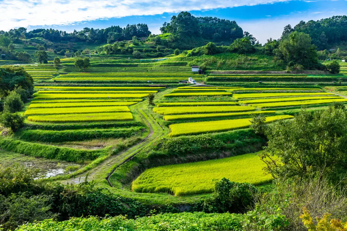 稲渕棚田（写真 3）