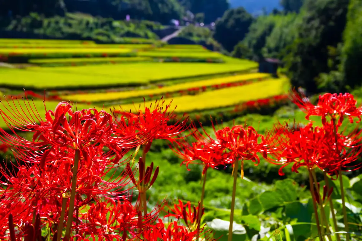 稲渕棚田（写真 4）