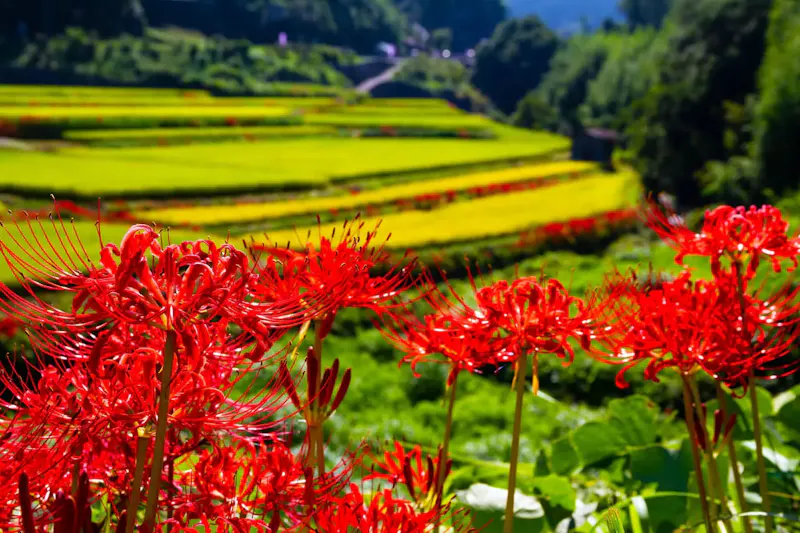 稲渕棚田