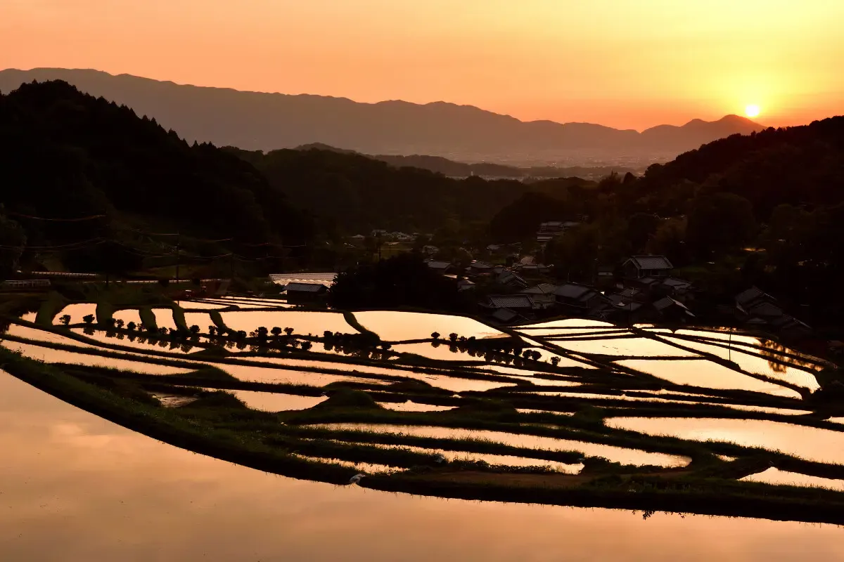稲渕棚田（写真 6）