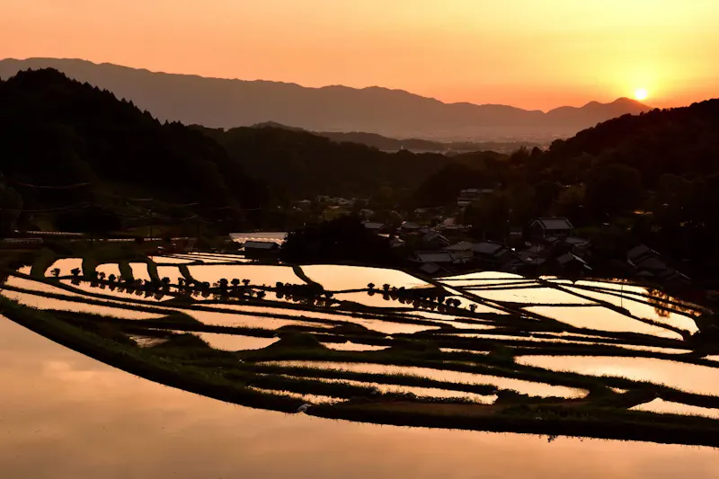 稲渕棚田