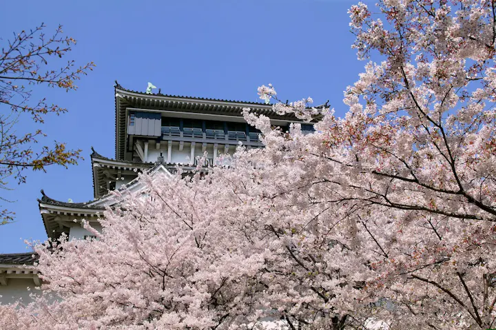春に約2000本の桜で圧巻の景色を楽しむ