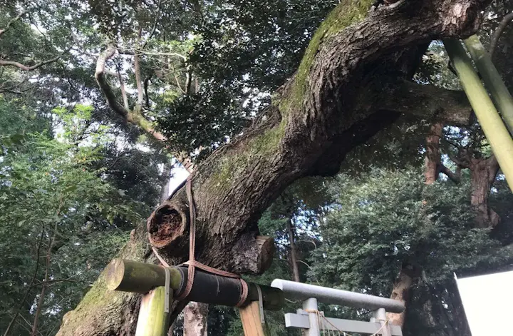 樹齢1000年以上の神秘的な御神木!