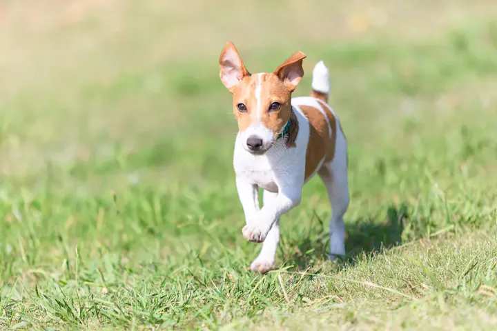 愛犬と一緒に楽しめるドッグスペースがある