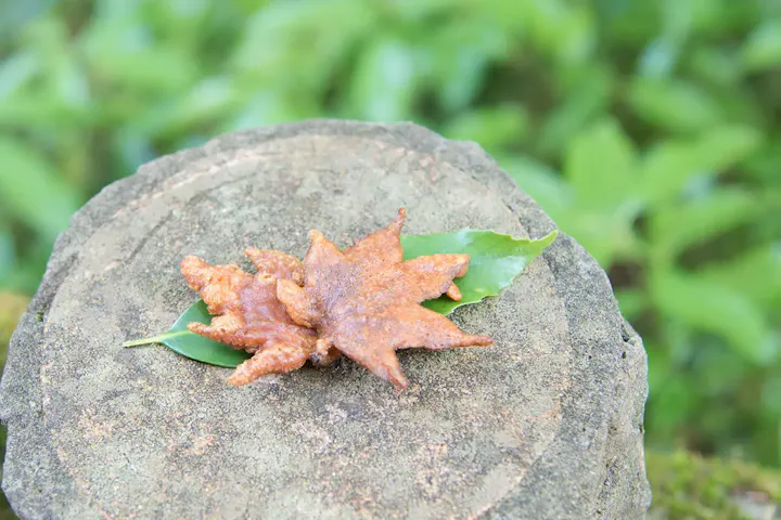 箕面の伝統銘菓！もみじの天ぷら