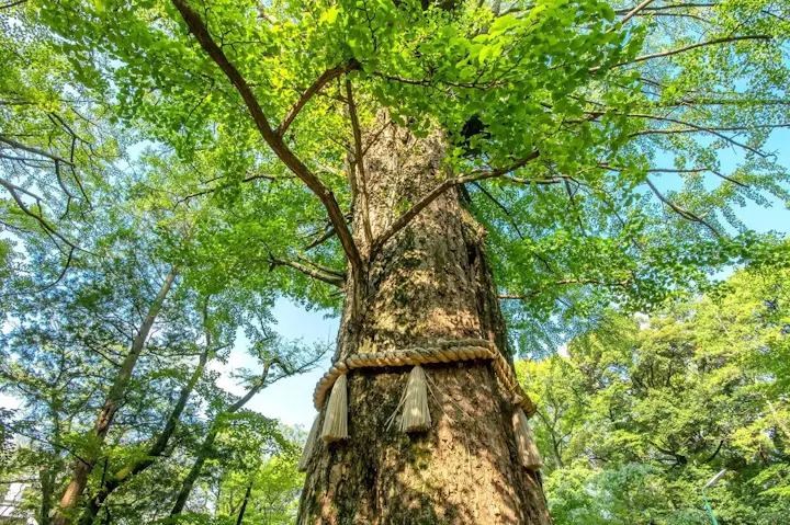 赤坂氷川神社の大イチョウ