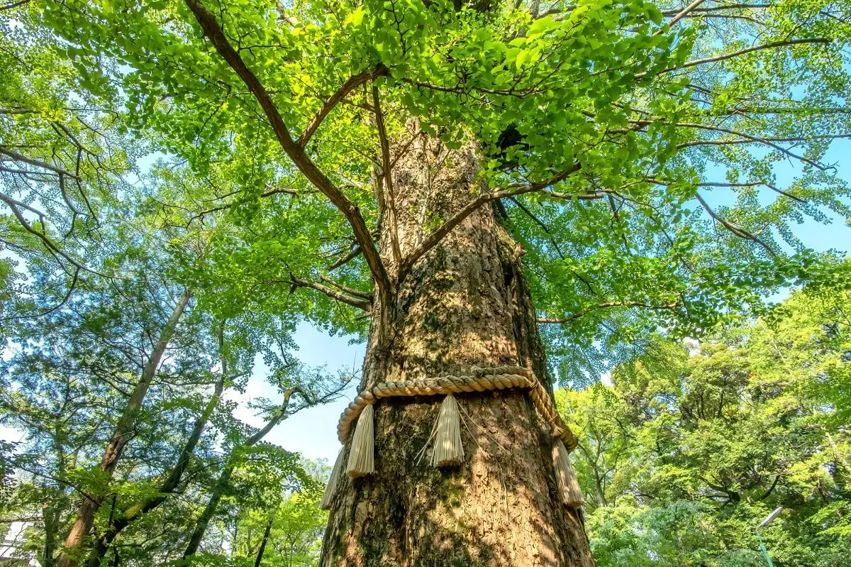 赤坂氷川神社(写真 4)