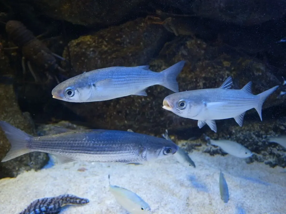 小笠原水産センター(写真 2)