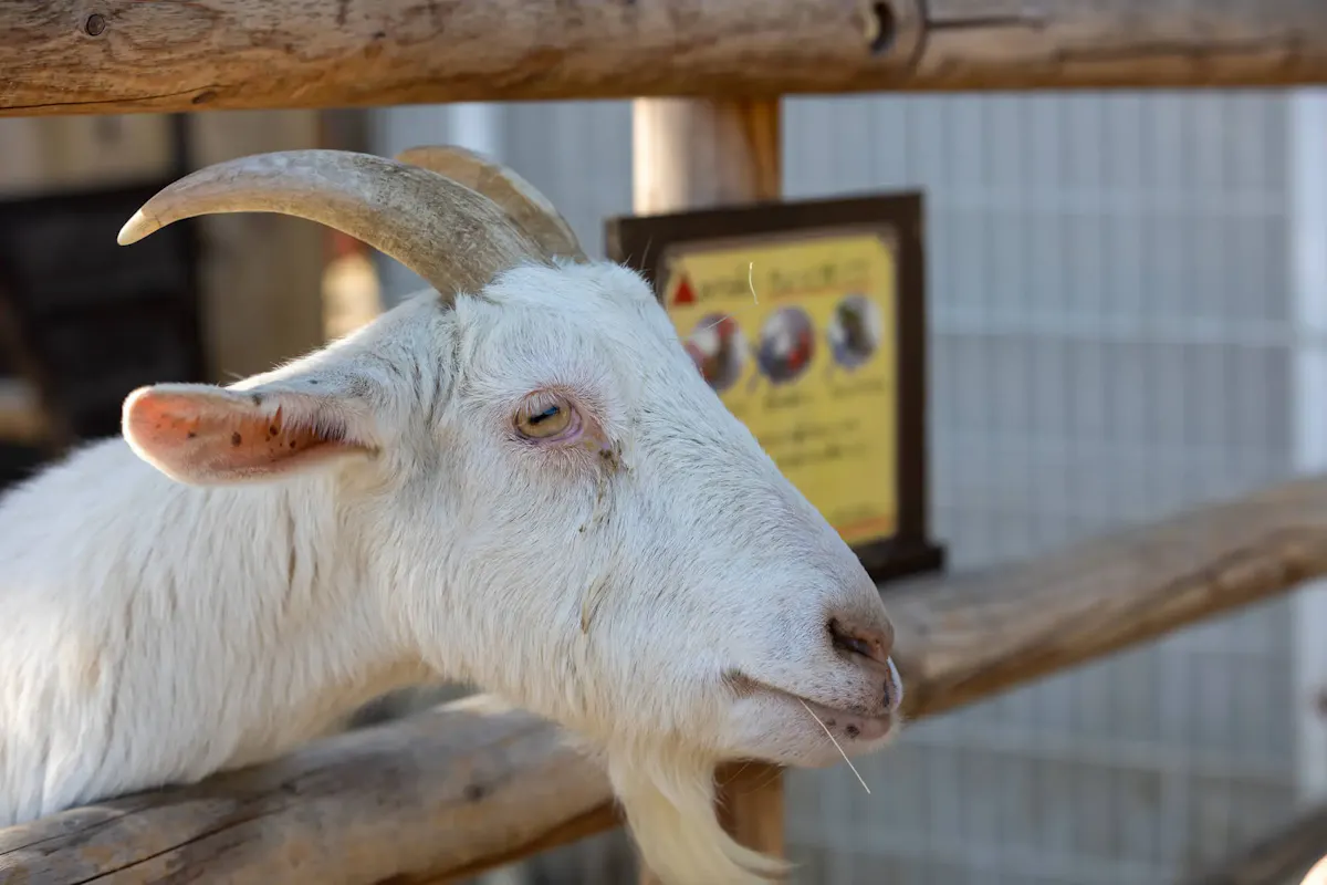 埼玉県こども動物自然公園（写真 2）