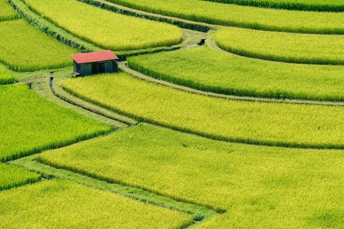 あらぎ島(写真 2)