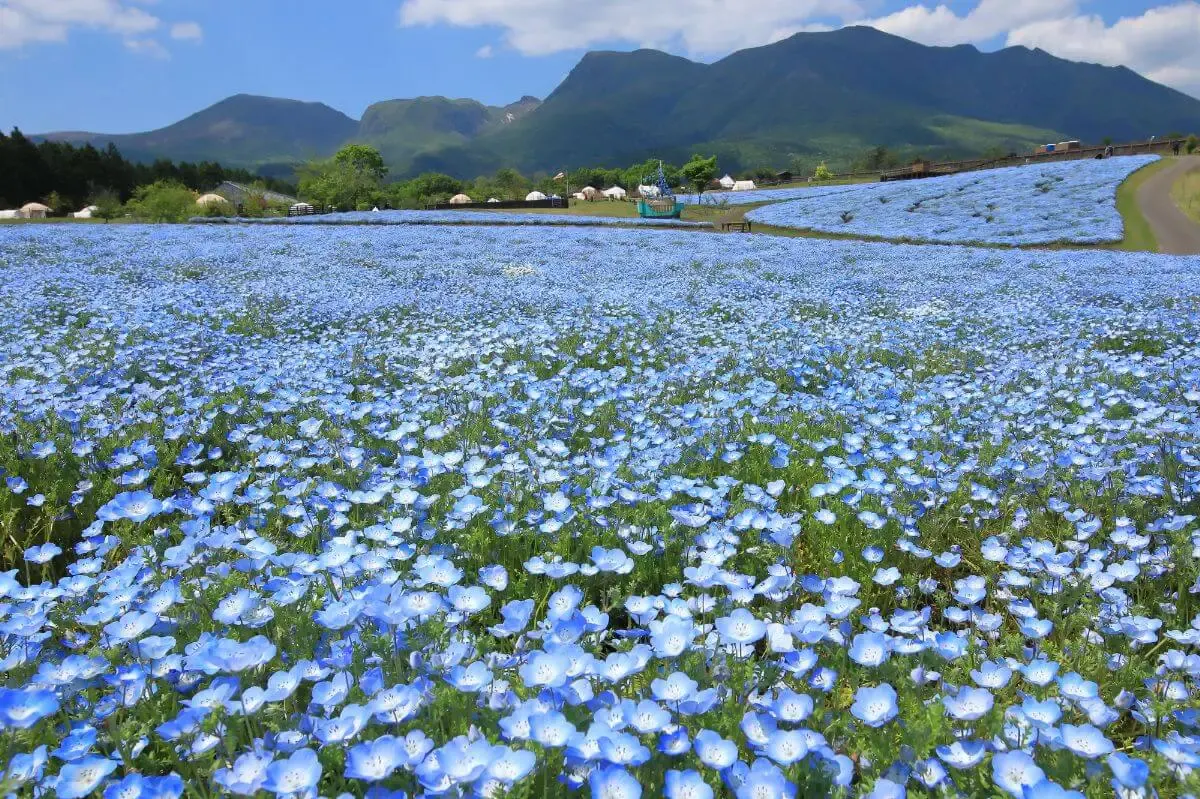 くじゅう花公園（写真 6）
