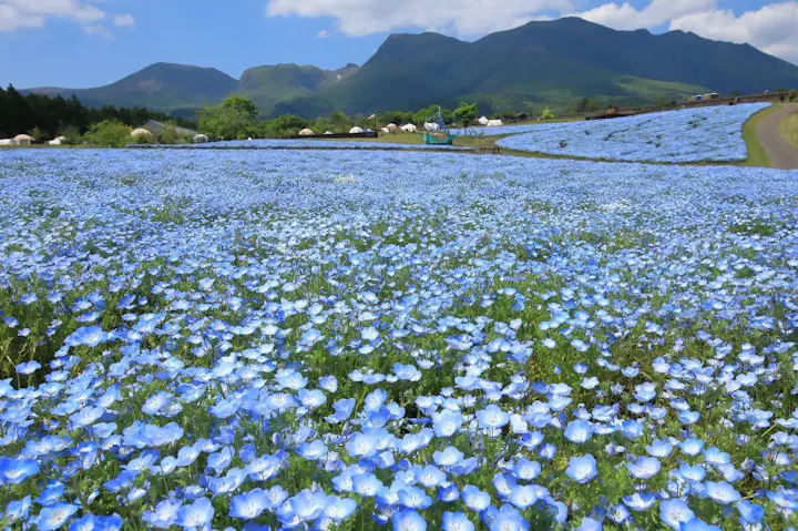 春から夏にかけてのフラワーフェスティバル