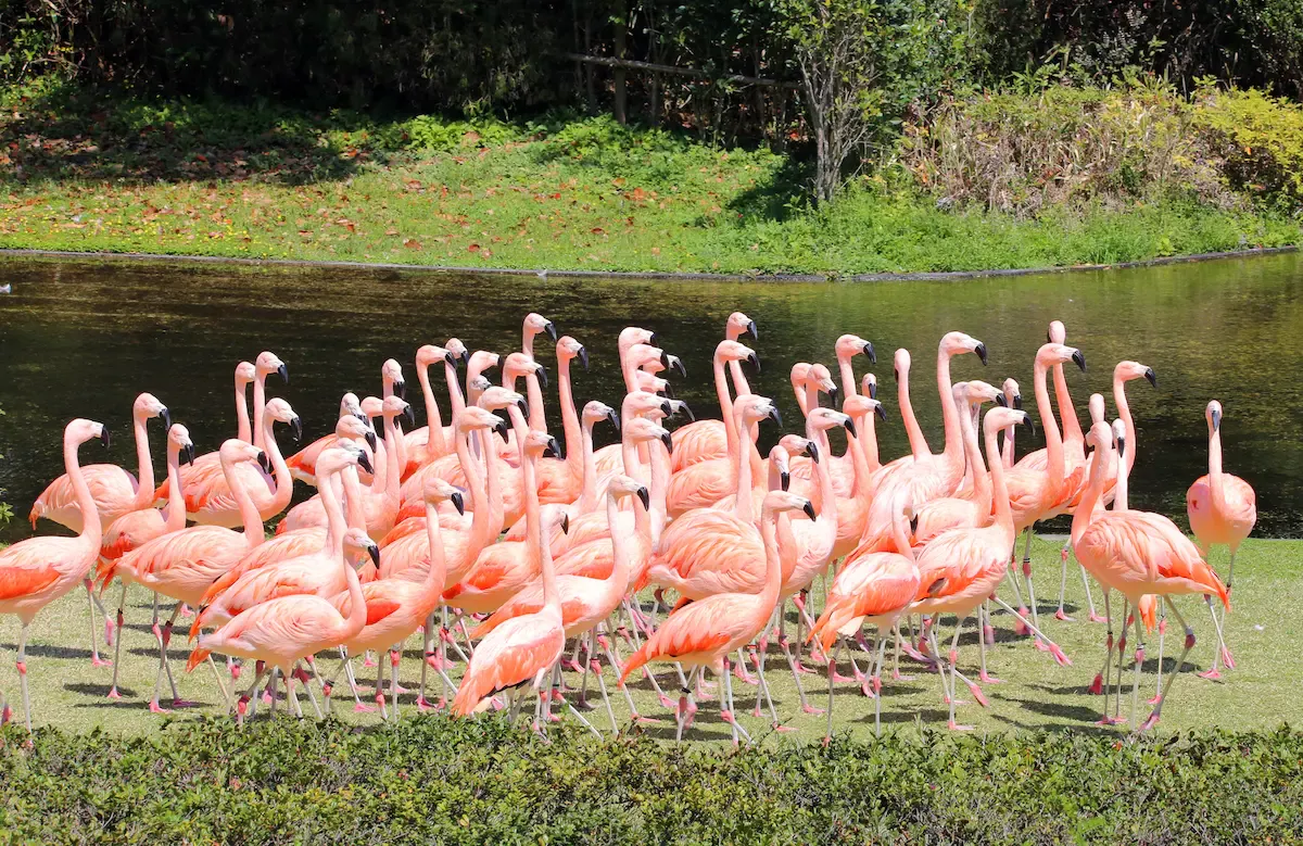 宮崎市フェニックス自然動物園