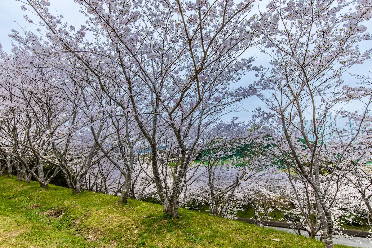 長崎市さくらの里公園