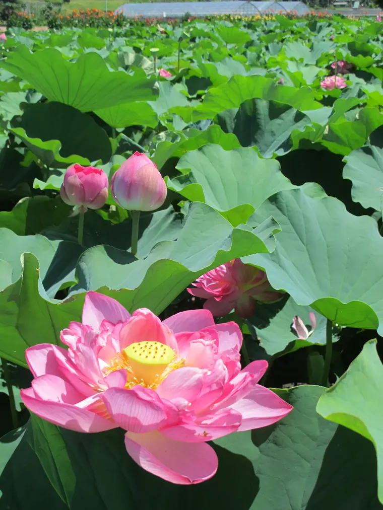 唐比ハス園