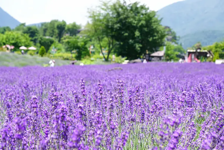 八木崎公園