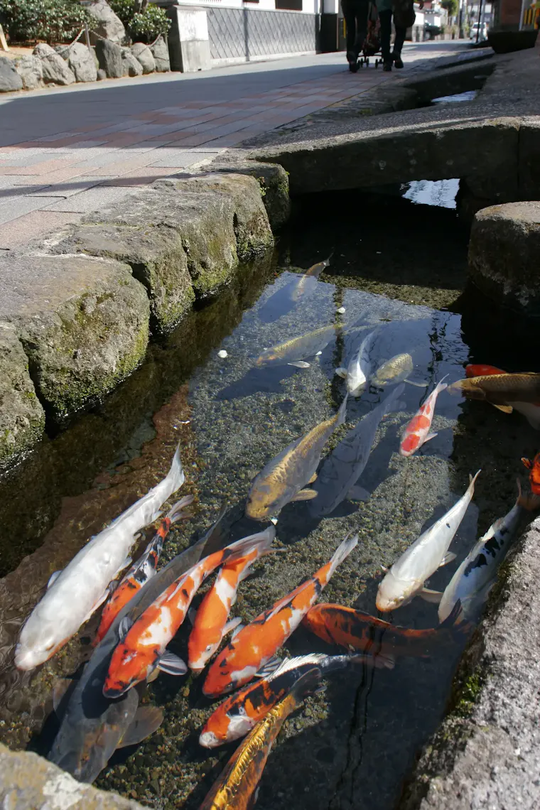 鯉の泳ぐまち