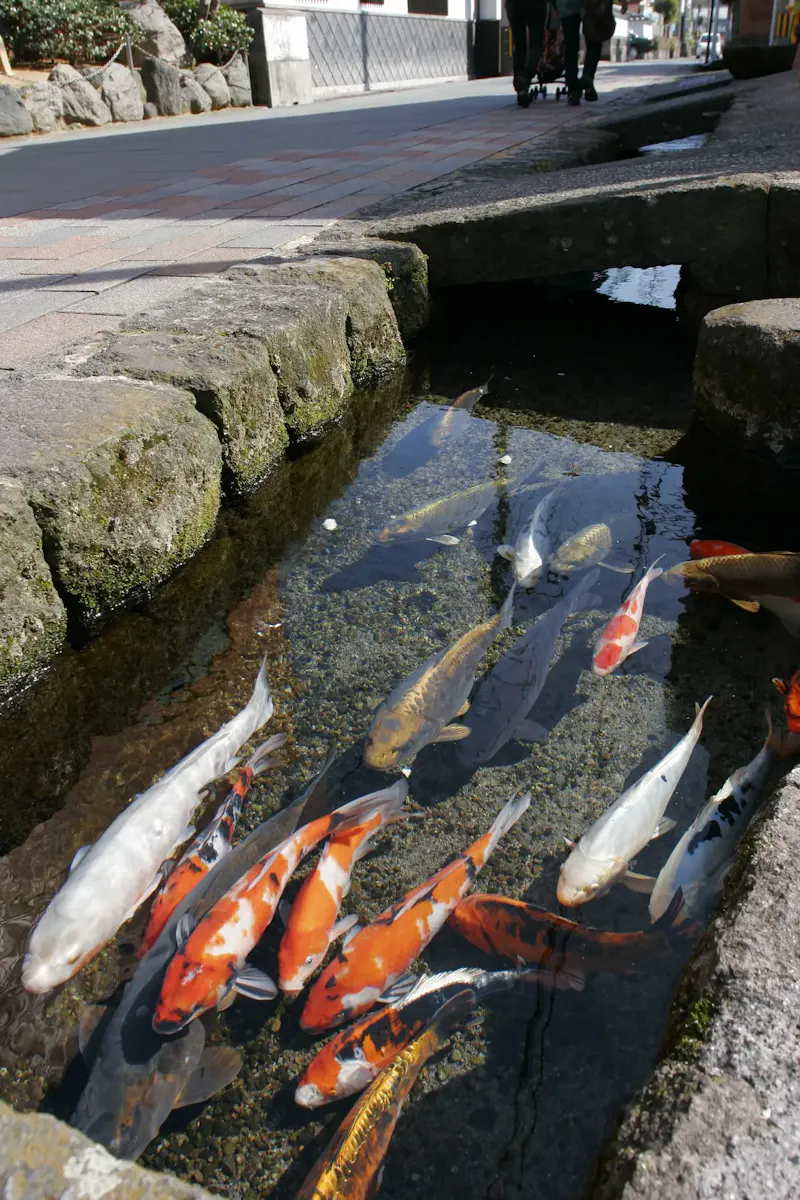鯉の泳ぐまち